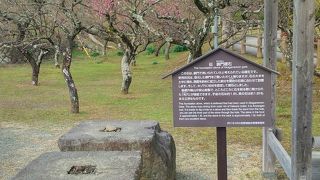 長い時期花を楽しめる