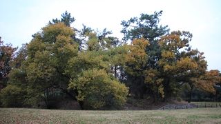 仁徳天皇陵古墳に南接する前方部が短い帆立貝形古墳