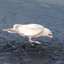 通称シロセグロ(2W)