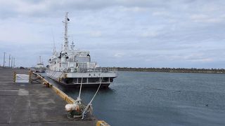 シロセグロ若鳥を初めて見ました。