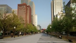 イチョウ並木の新緑がたいへん鮮やか