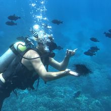 ダイバがウニなど見せてくれる