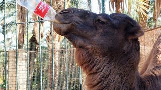 ル パラディ動物園