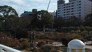 マリンタワーや氷川丸を見ながらゆっくり花を楽しめます
