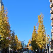 銀杏並木の黄葉が綺麗でした