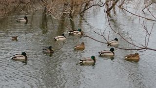 池の周囲をウォーキング