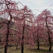 曽我梅林の中の別所梅林には背が高いしだれたピンク色の梅がありました。