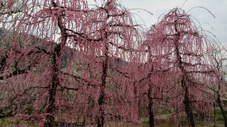 曽我梅林の中の別所梅林には背が高いしだれたピンク色の梅がありました。