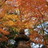 日本庭園の紅葉が綺麗でした