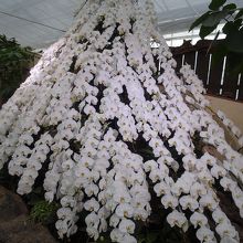 真っ白な胡蝶蘭が見事です！