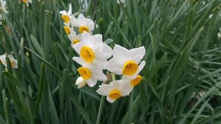 冬もいろいろお花が見られますよ