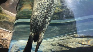 アザラシを見る方法が面白いですね