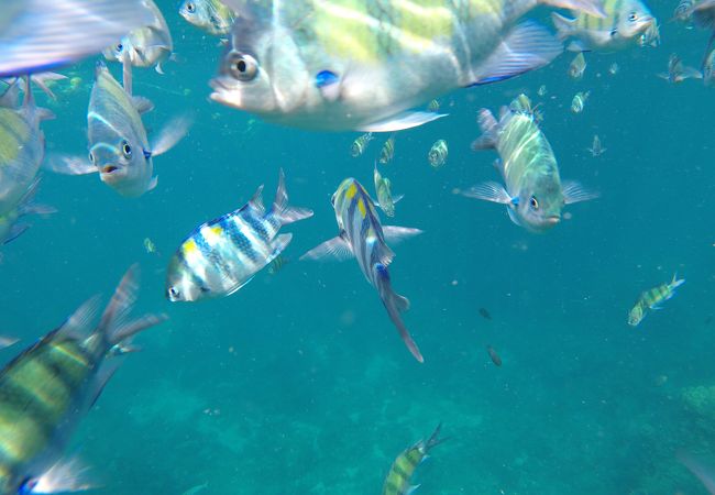 場所が良ければ魚群の中で泳げる