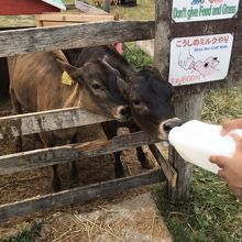 仔牛のミルクやり体験