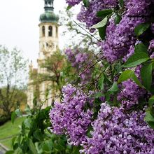藤の花がきれいでした