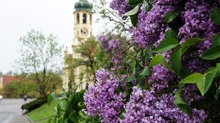 藤の花が咲き誇り・・・