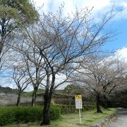 3月22日に訪れたら桜が咲いていました