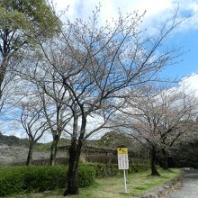 桜が咲いていました～！