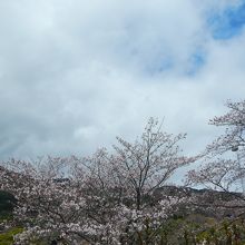 桜が咲いていました！