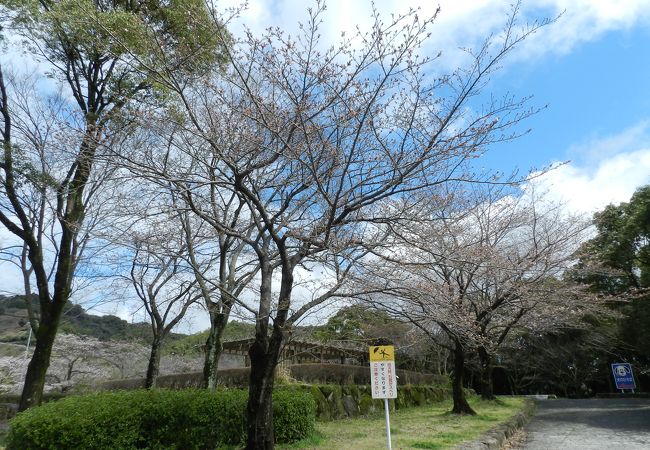 3月22日に訪れたら桜が咲いていました