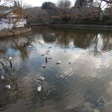 鶴岡八幡宮源氏池
