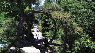 寛永寺清水観音堂の前にある月の松