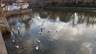 江ノ島・鎌倉七福神巡りで鶴岡八幡宮にある源平池に寄りました