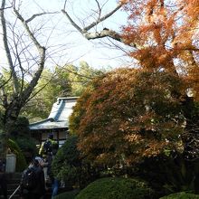 枯木と紅葉が混在する境内の風景