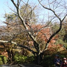 枯木と紅葉もが混在する境内の風景