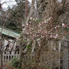 法華堂跡の白旗神社