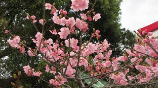 境内には梅や花が咲いていました。