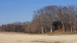 シロハラを見てきました。