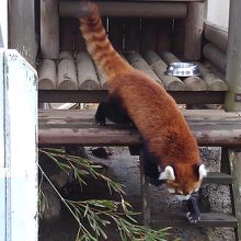 レッサーパンダが２頭