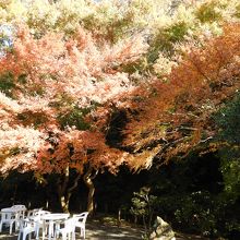 庭園内の紅葉