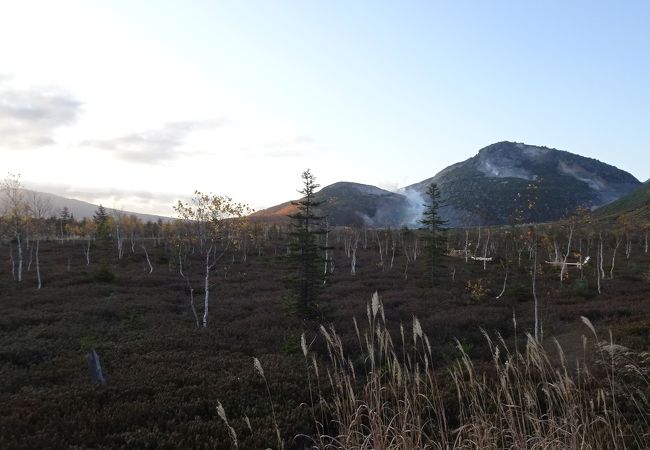 花の時期じゃなくてもよい