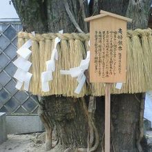 注連飾りで複数のイチョウの木が囲われてます