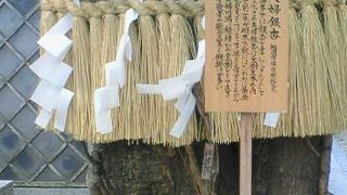 縁結びのご利益のあるイチョウの雌木が囲われてます