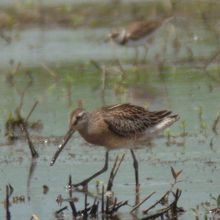 シベリアオオハシシギ