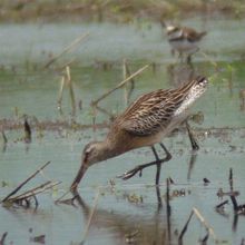 シベリアオオハシシギ
