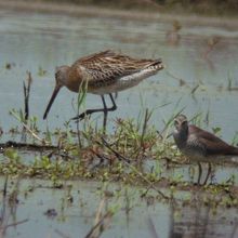 シベリアオオハシシギ（左）＆キアシシギ（右）