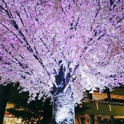 和・桜のイルミネーション