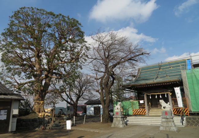 社殿横のタブノキが立派