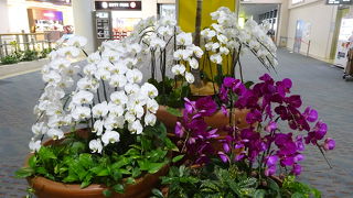 たくさんの胡蝶蘭が出迎えてくれます