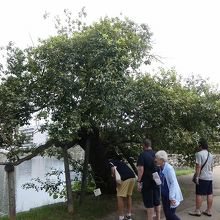 生き残った被爆樹木