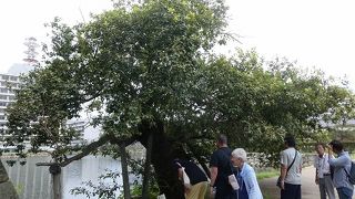 植物の生命力の強さ感じます