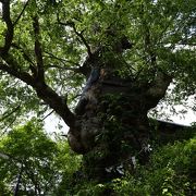 100０樹年ぐらいの大木