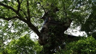 100０樹年ぐらいの大木