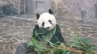 パンダがいます