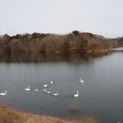 冬には白鳥が飛来します