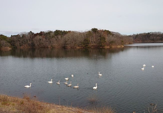 冬には白鳥が飛来します